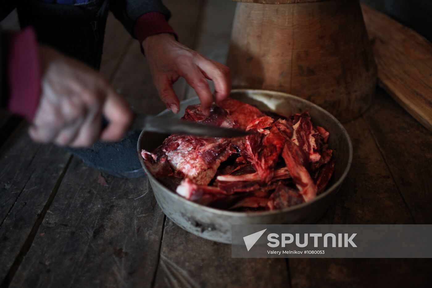 Last nomadic reindeer herders of Sychegir ethnic group