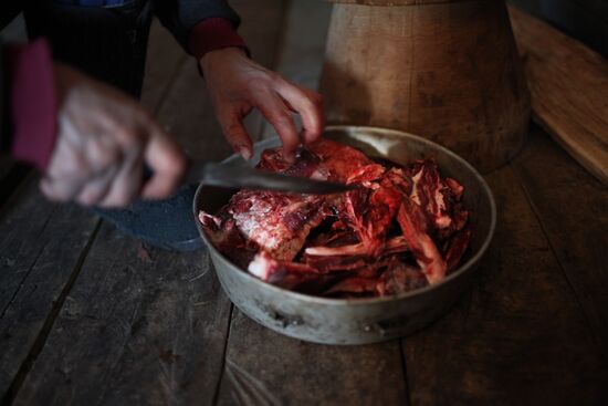 Last nomadic reindeer herders of Sychegir ethnic group