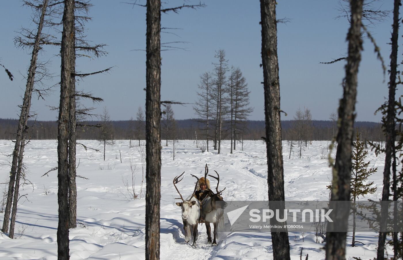 Last nomadic reindeer herders of Sychegir ethnic group