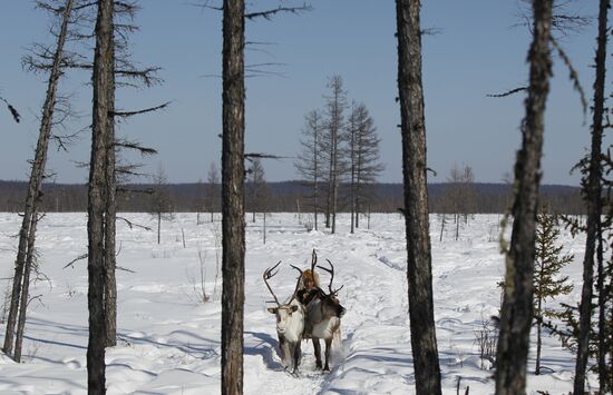 Last nomadic reindeer herders of Sychegir ethnic group
