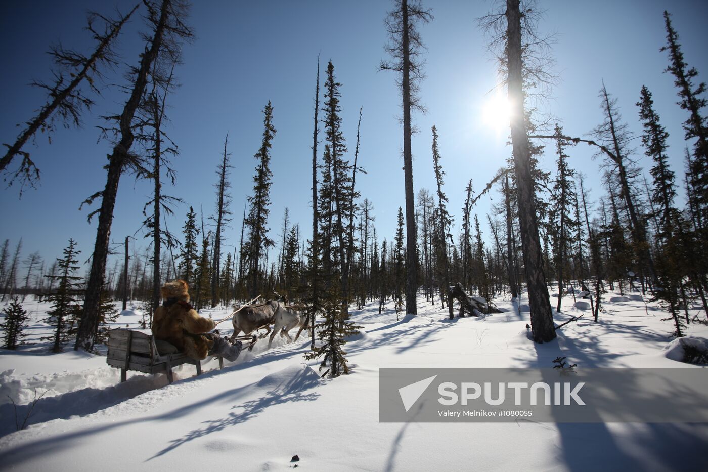 Last nomadic reindeer herders of Sychegir ethnic group