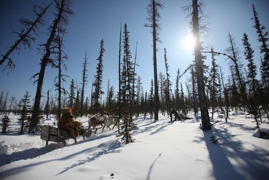 Last nomadic reindeer herders of Sychegir ethnic group