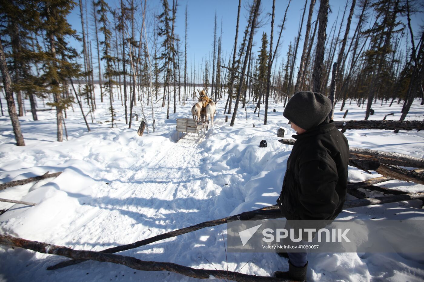 Last nomadic reindeer herders of Sychegir ethnic group