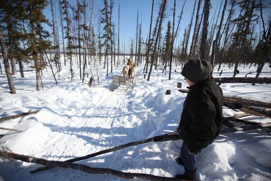 Last nomadic reindeer herders of Sychegir ethnic group