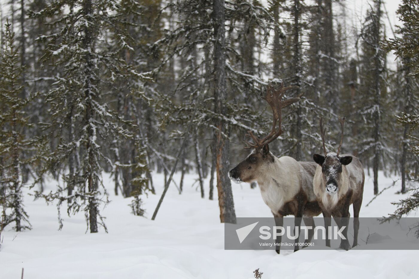 Last nomadic reindeer herders of Sychegir ethnic group