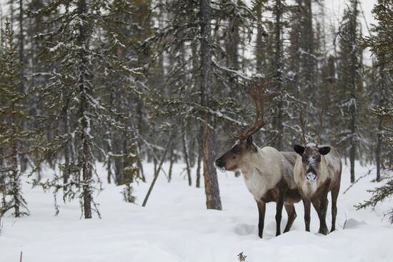 Last nomadic reindeer herders of Sychegir ethnic group