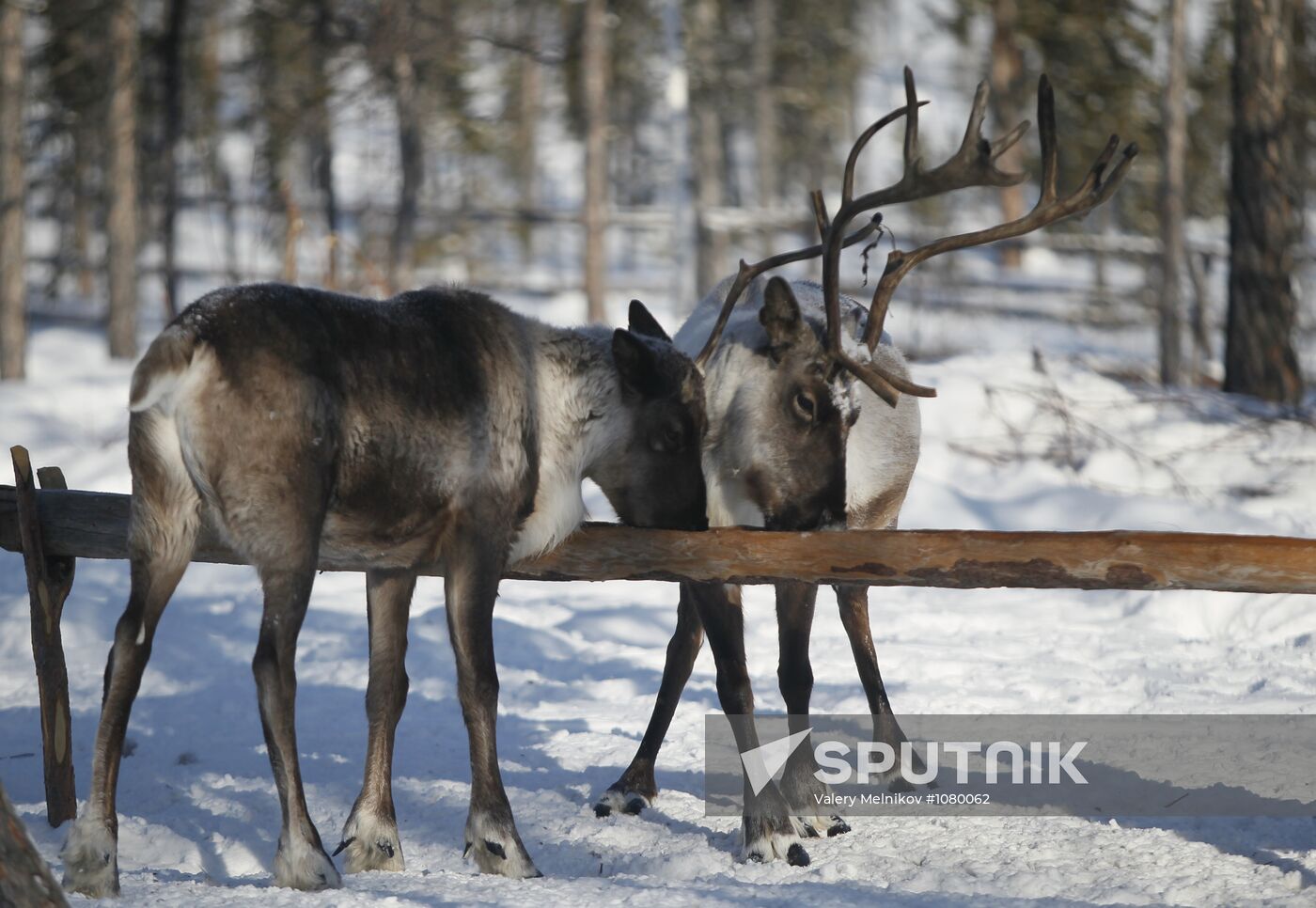 Last nomadic reindeer herders of Sychegir ethnic group