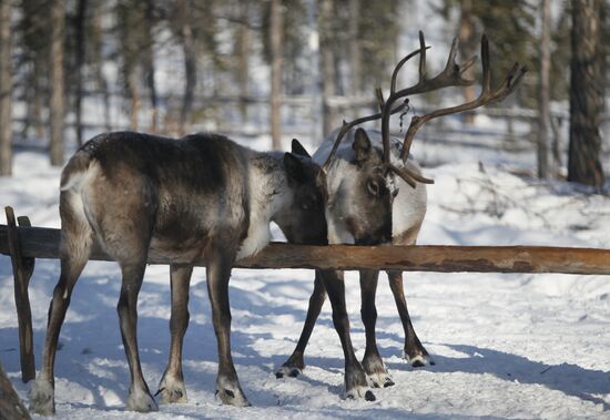 Last nomadic reindeer herders of Sychegir ethnic group
