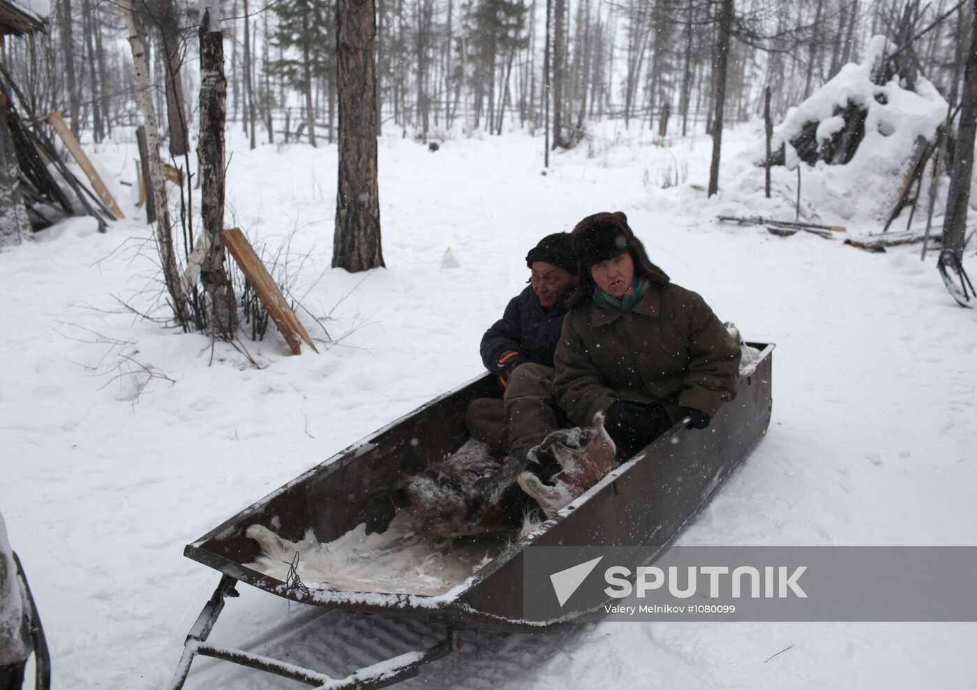 Last nomadic reindeer herders of Sychegir ethnic group