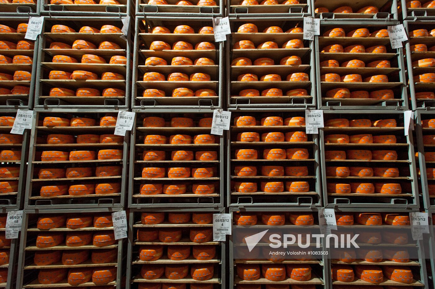 Cheese manufacturing in Ukraine