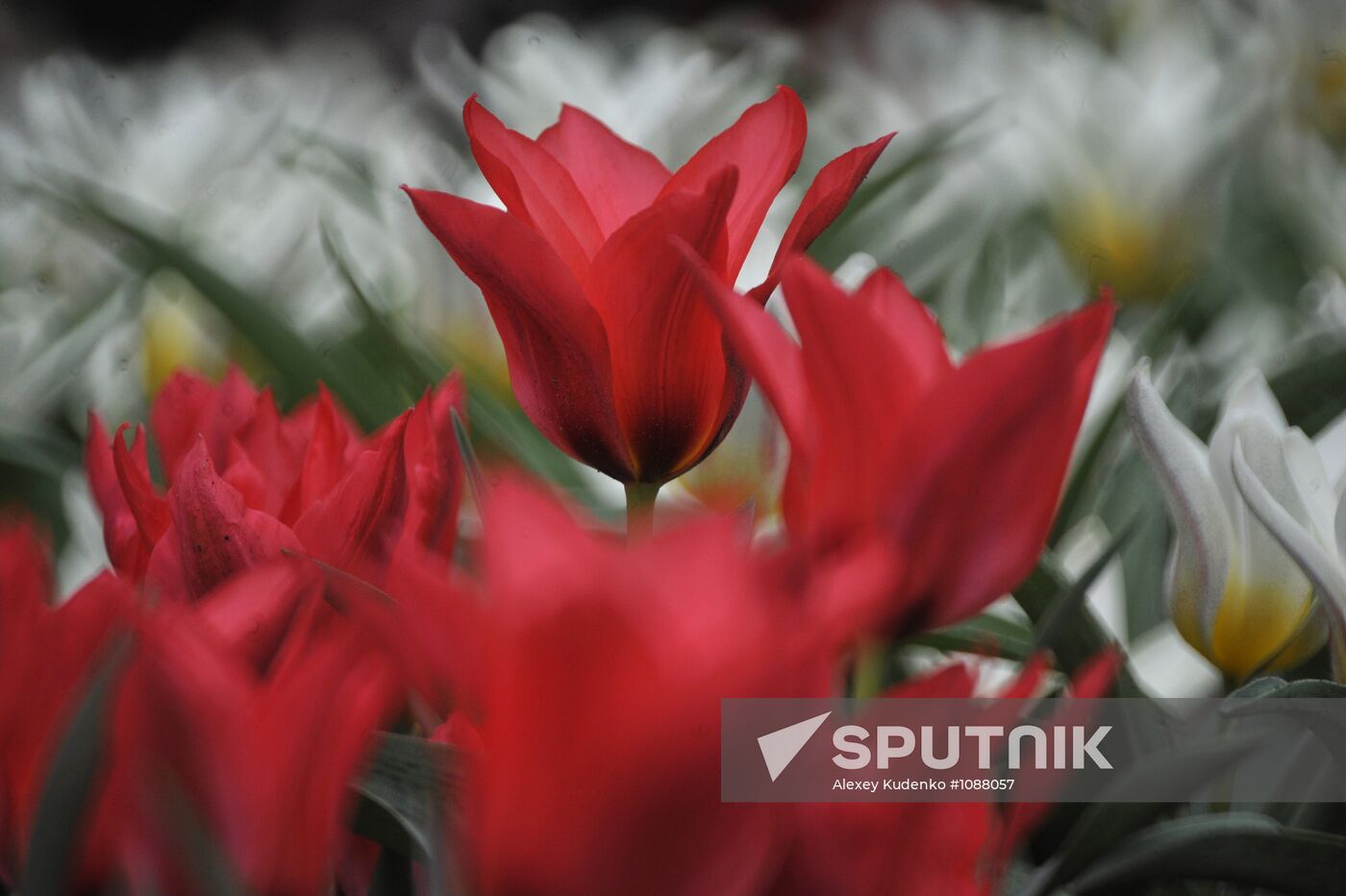 Keukenhof Flower Park in Netherlands
