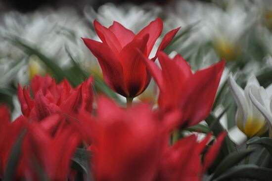 Keukenhof Flower Park in Netherlands
