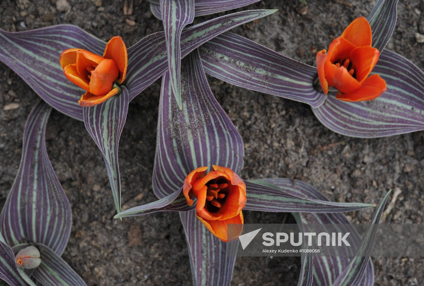 Keukenhof Flower Park in Netherlands