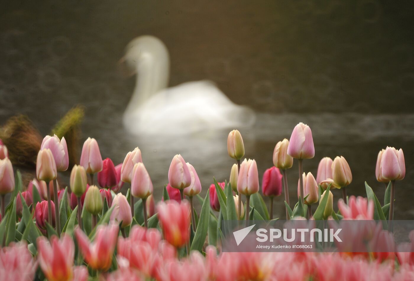 Keukenhof Flower Park in Netherlands