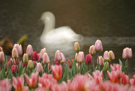 Keukenhof Flower Park in Netherlands