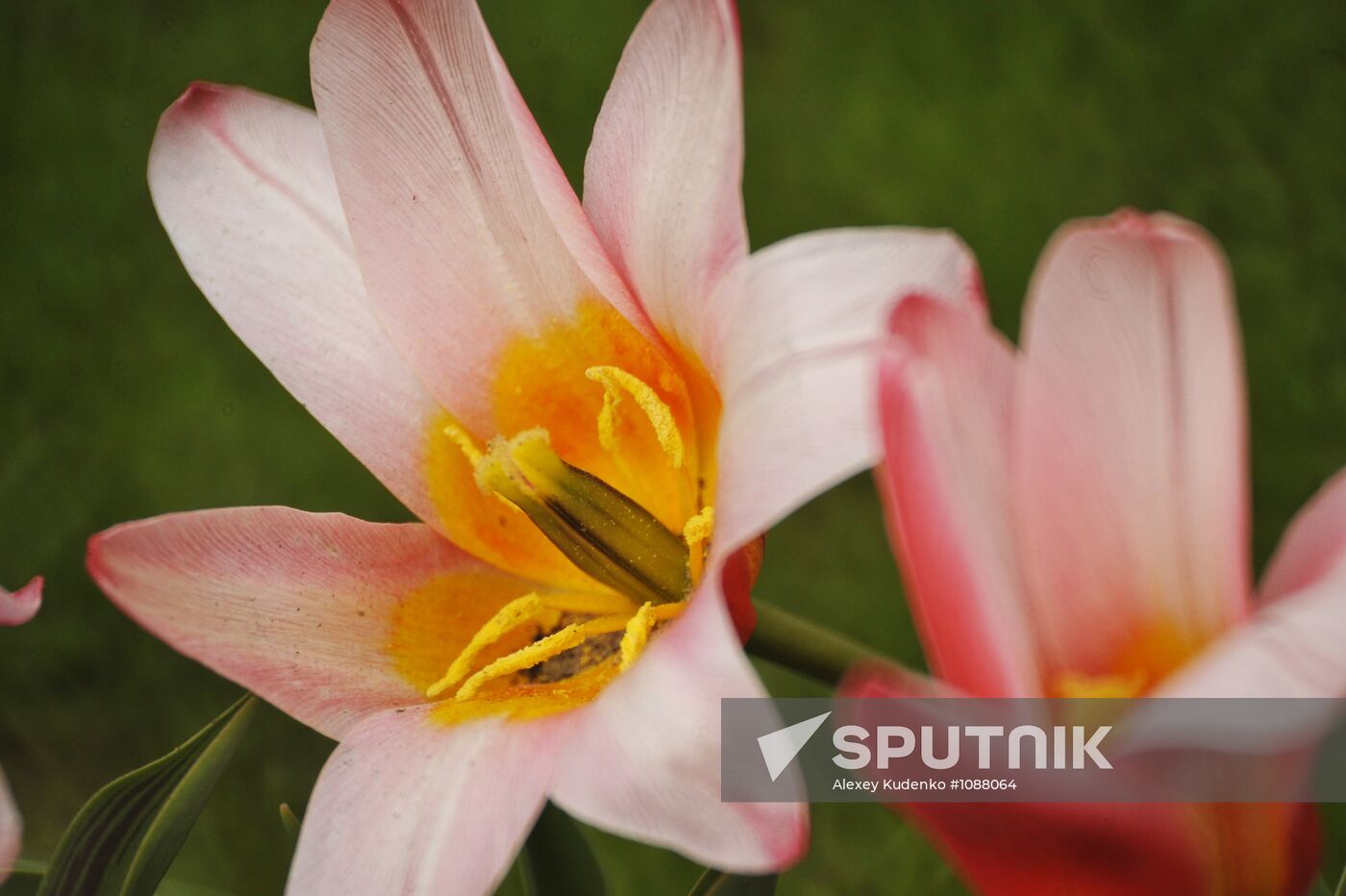 Keukenhof Flower Park in Netherlands