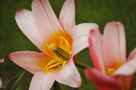 Keukenhof Flower Park in Netherlands