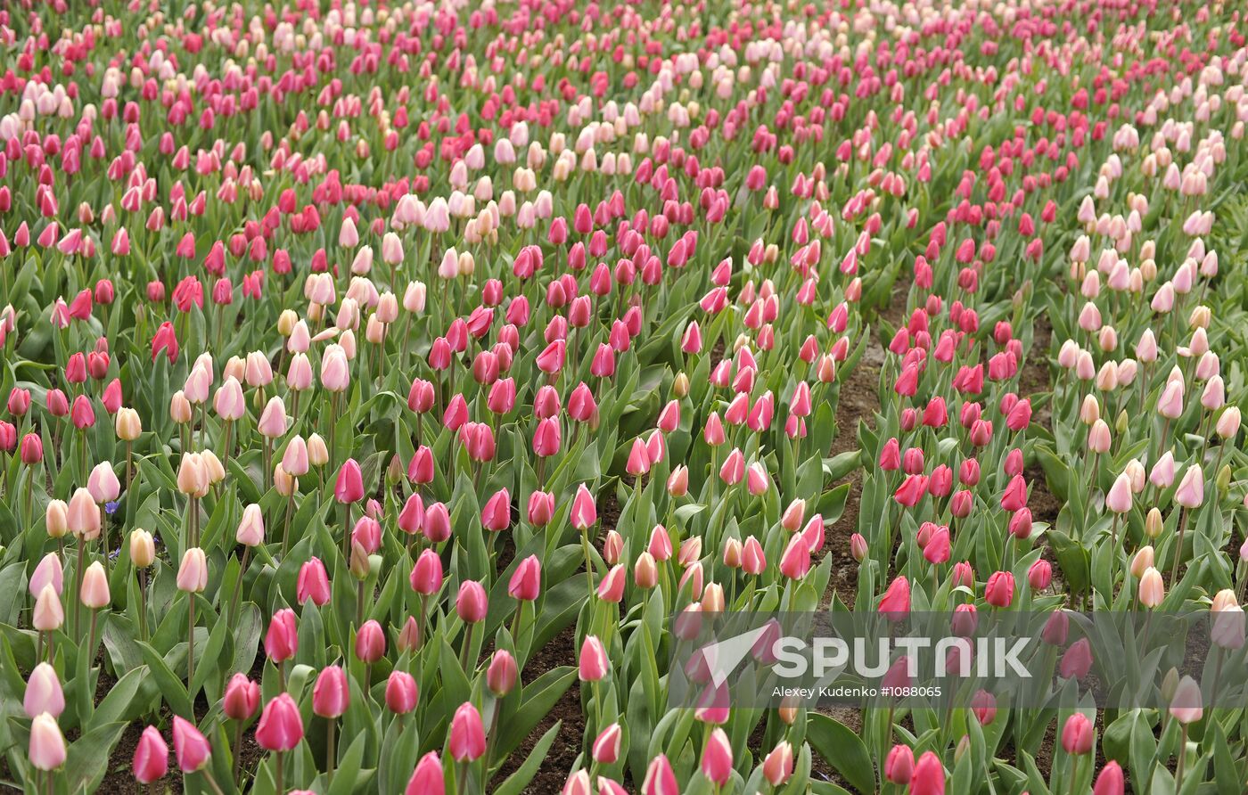 Keukenhof Flower Park in Netherlands