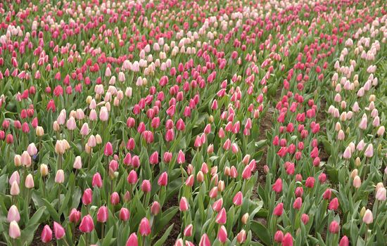 Keukenhof Flower Park in Netherlands
