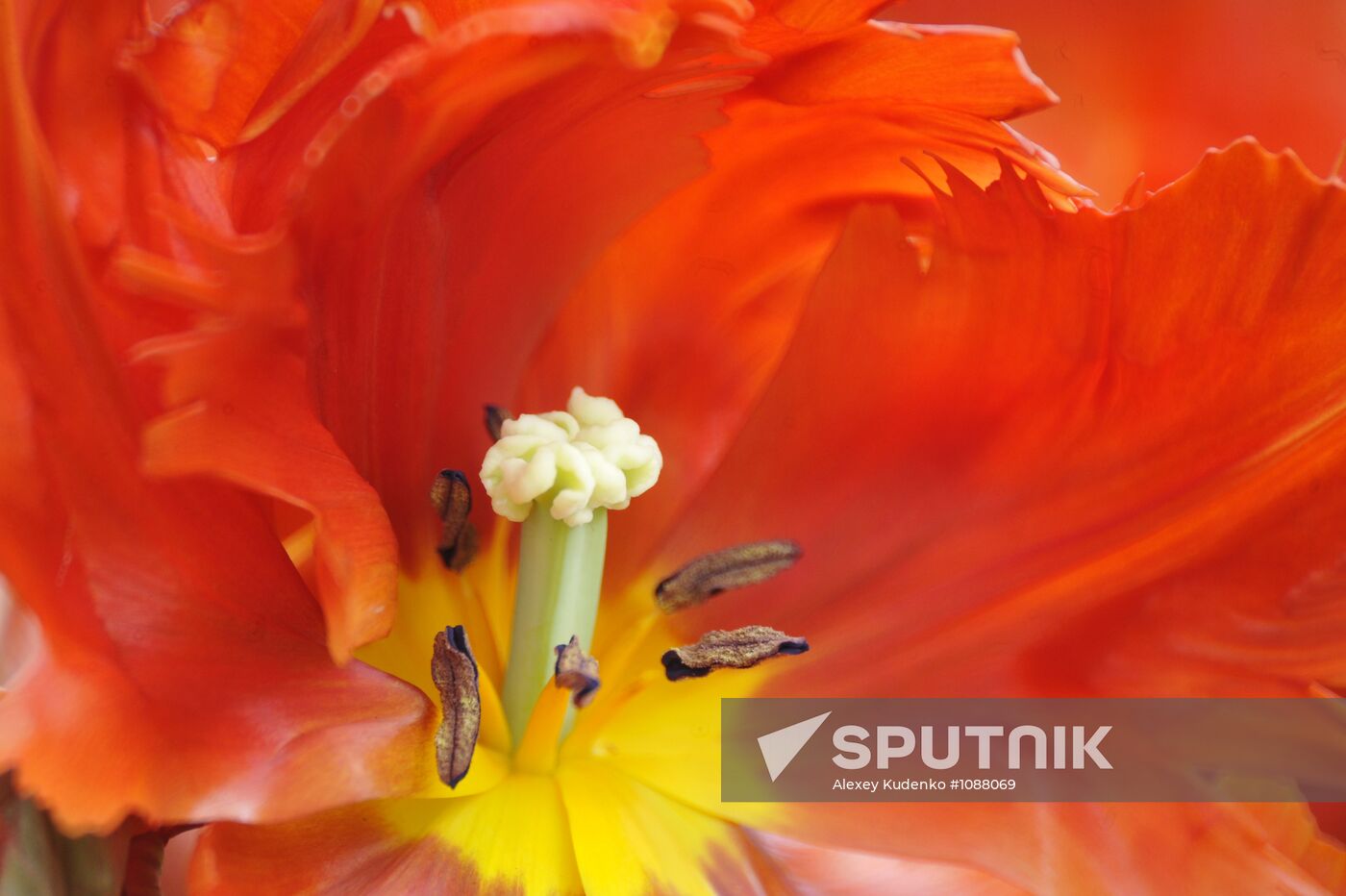 Keukenhof Flower Park in Netherlands