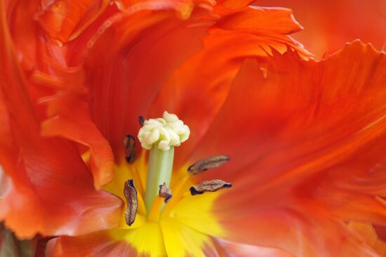 Keukenhof Flower Park in Netherlands