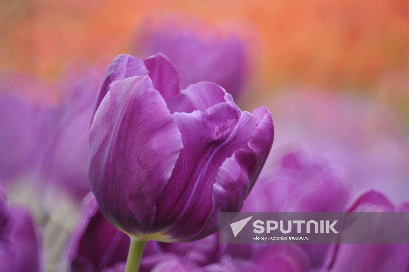 Keukenhof Flower Park in Netherlands
