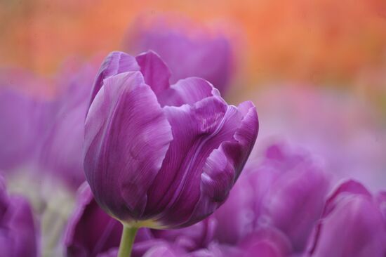 Keukenhof Flower Park in Netherlands