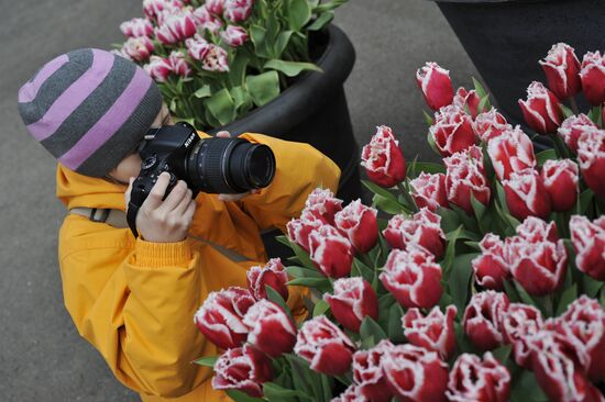 Keukenhof Flower Park in Netherlands