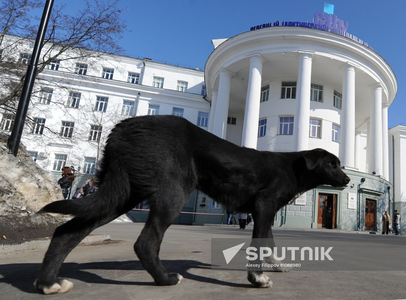Stray dog at main building of SAFU in Archangelsk
