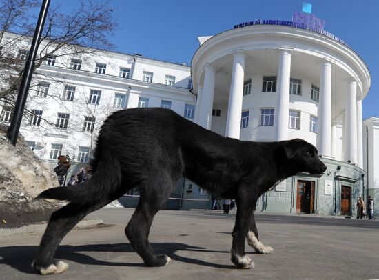 Stray dog at main building of SAFU in Archangelsk