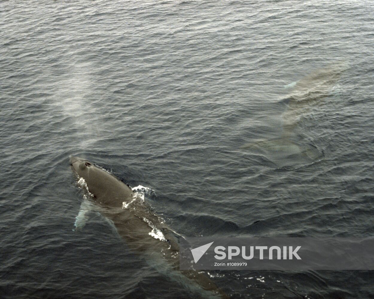 Small razorback or Minke whale