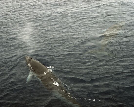 Small razorback or Minke whale