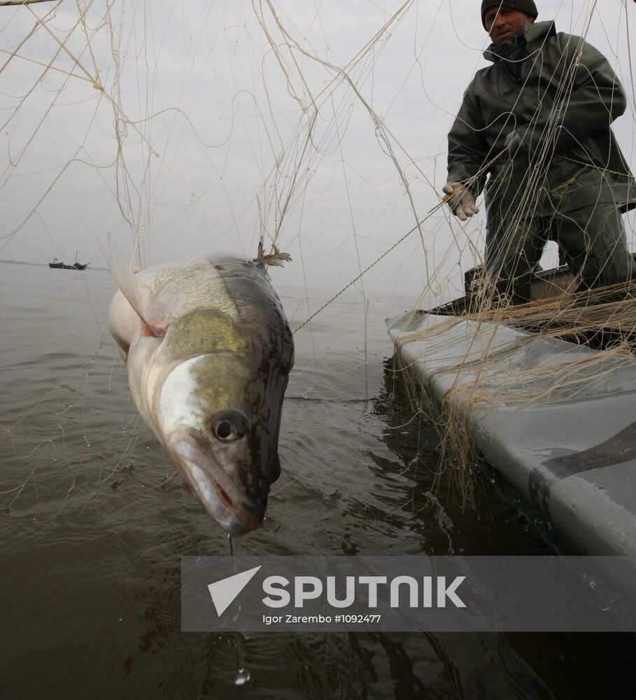 Pike-perch and bream fishing in Curonian Bay