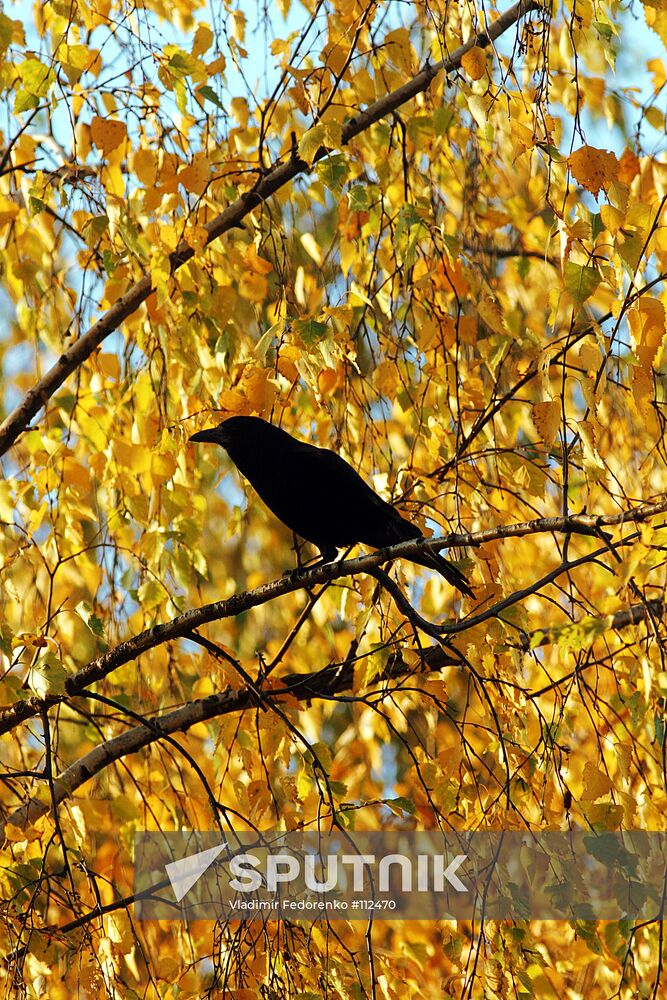 AUTUMN CROW