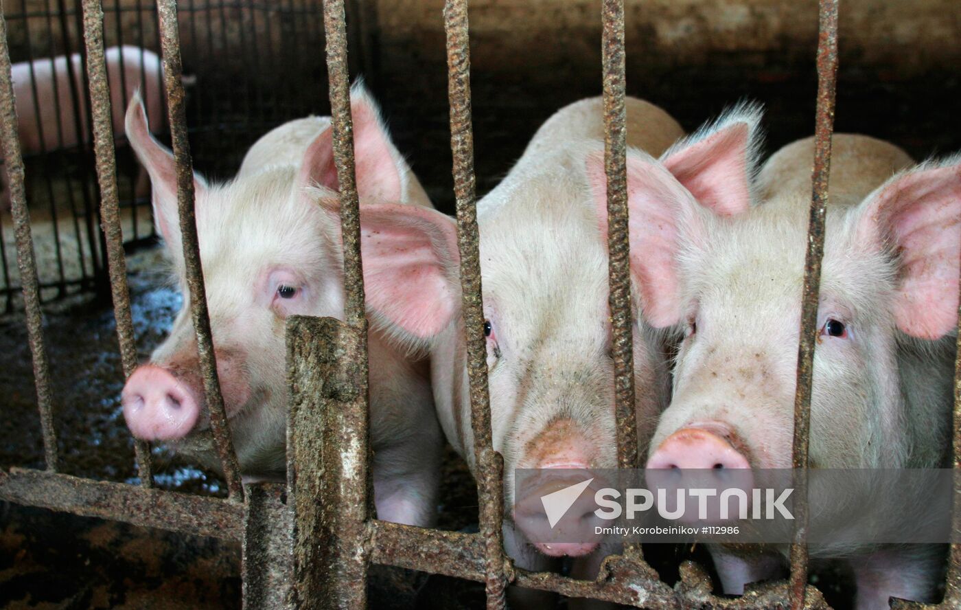 HOG-FARM STUD FARM "KONSTANTINOVO" DOMODEDOVO AREA