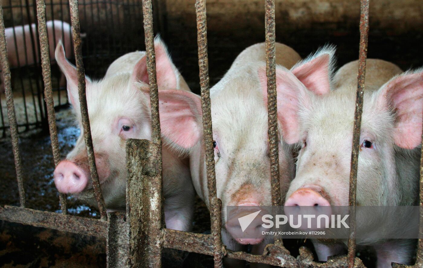 HOG-FARM STUD FARM "KONSTANTINOVO"  DOMODEDOVO AREA