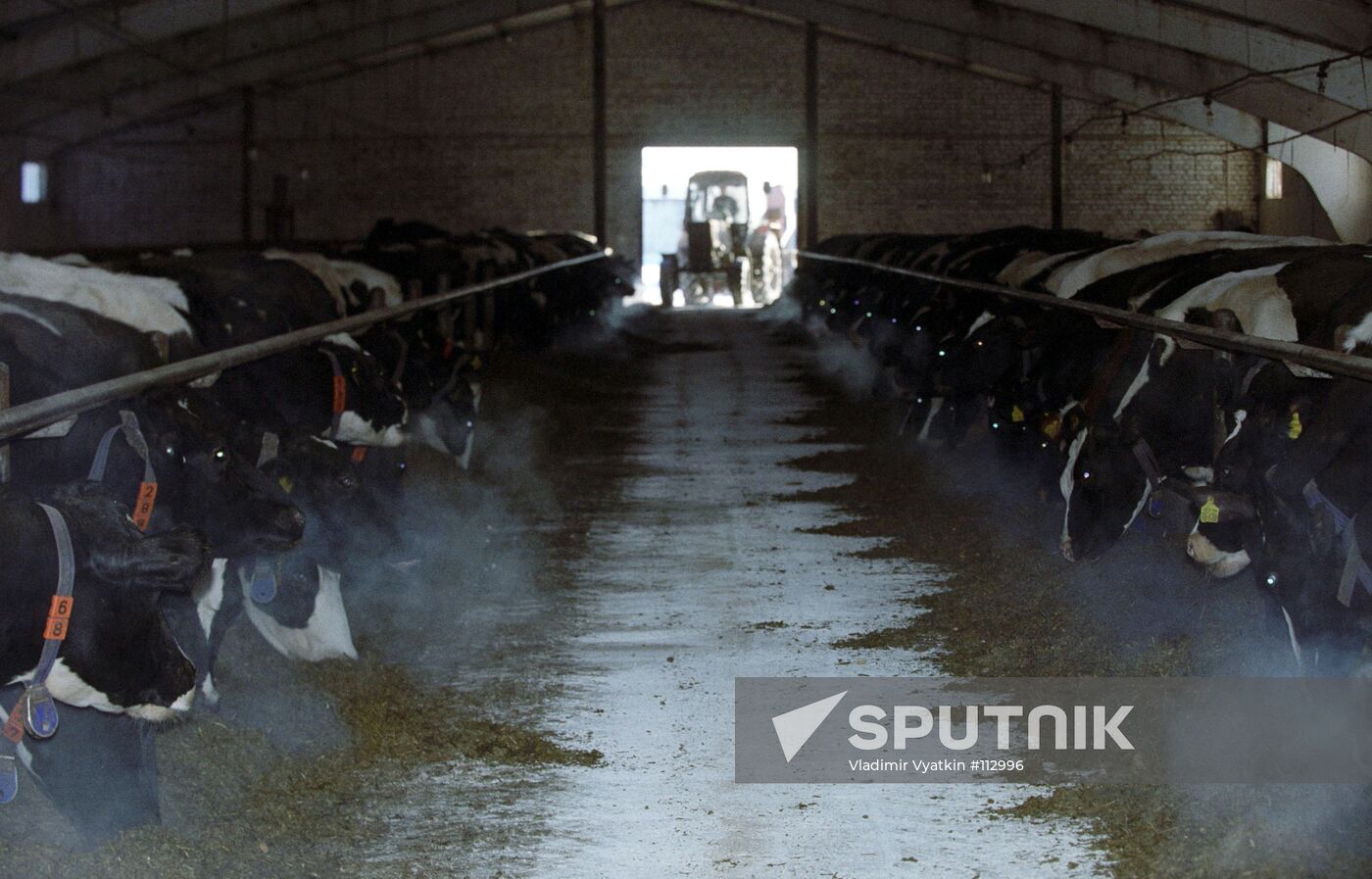 COWS LIVESTOCK BREEDING FARM