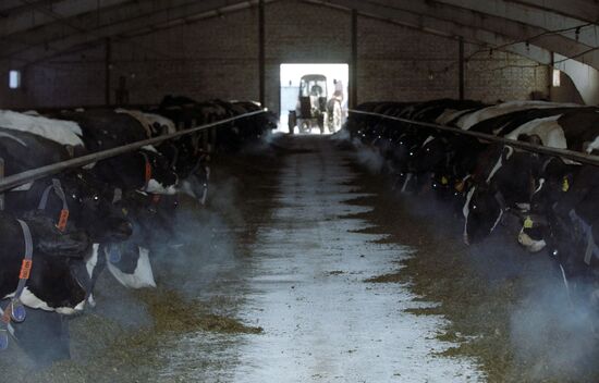 COWS LIVESTOCK BREEDING FARM