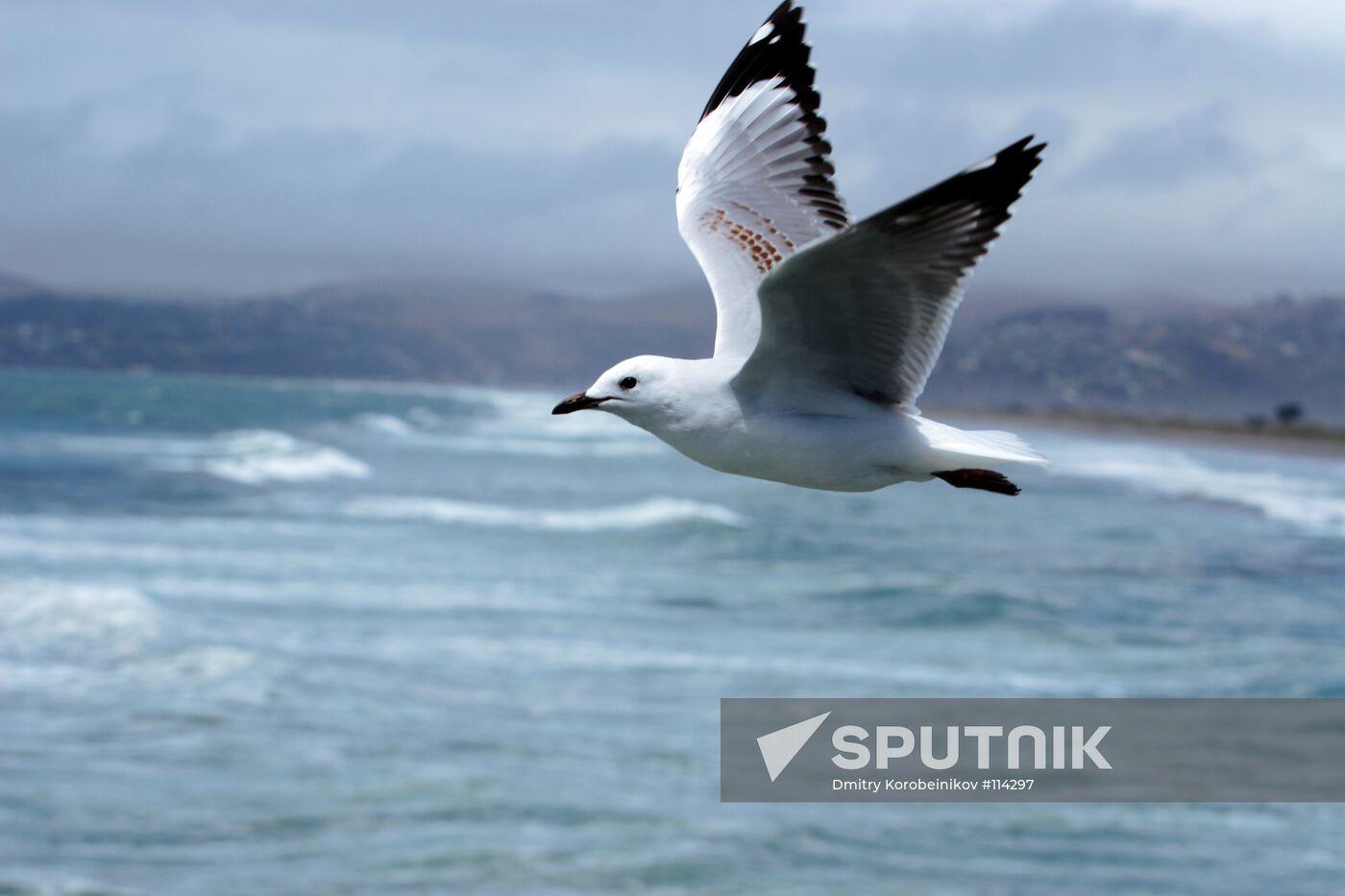 PACIFIC SEAGULL NEW ZEALAND