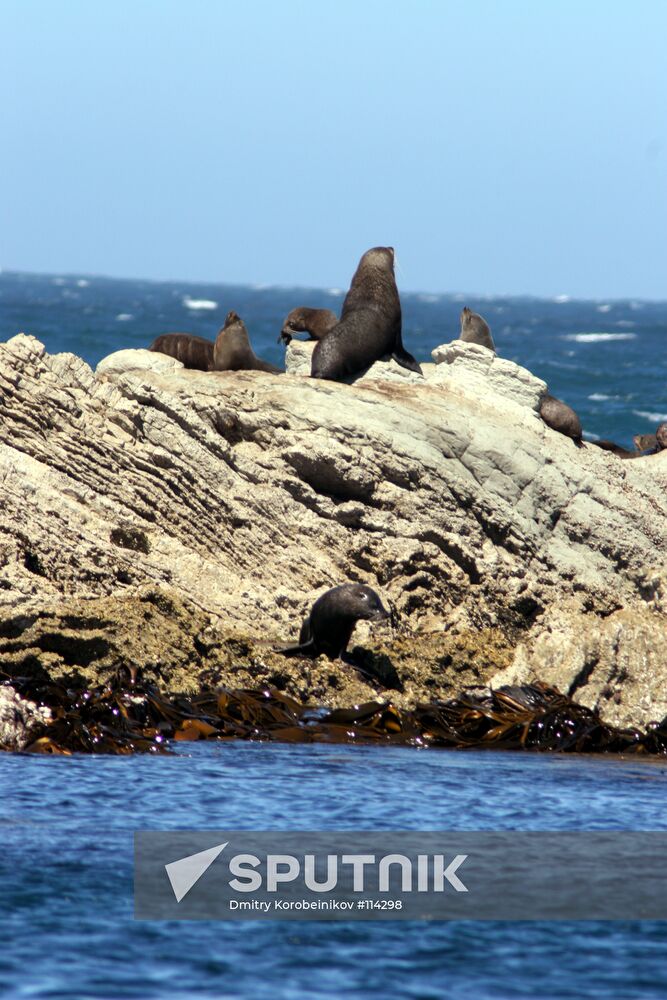 NEW ZEALAND SEALS