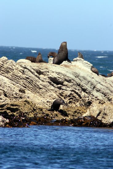 NEW ZEALAND SEALS