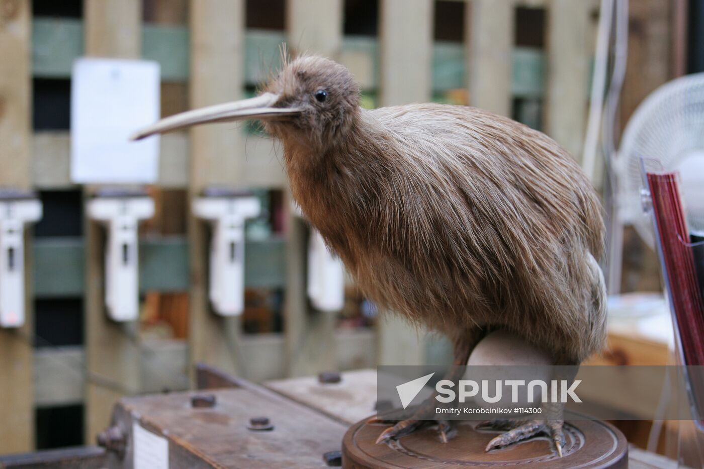 NEW ZEALAND KIWI