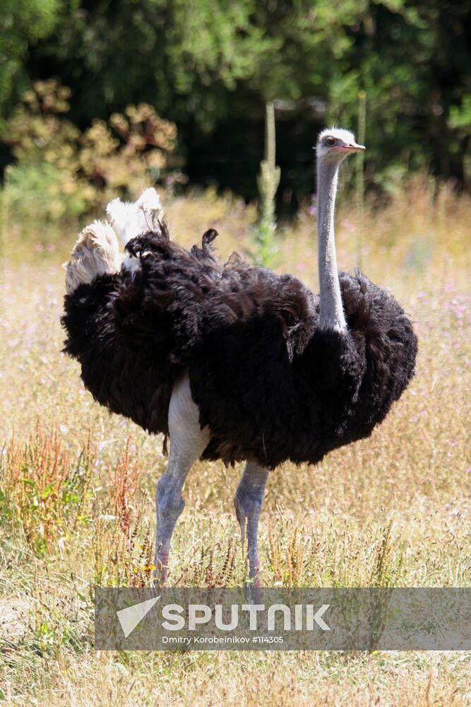 NEW ZEALAND OSTRICH