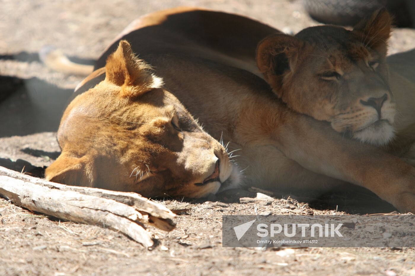 NEW ZEALAND LIONS