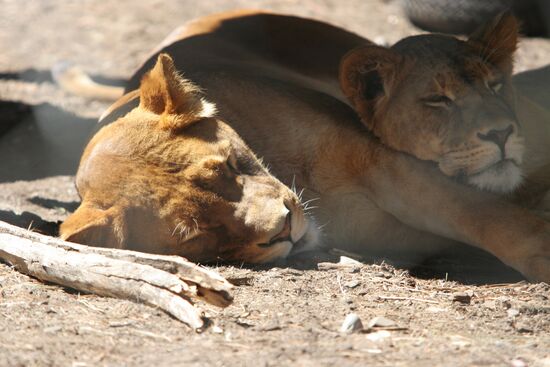 NEW ZEALAND LIONS