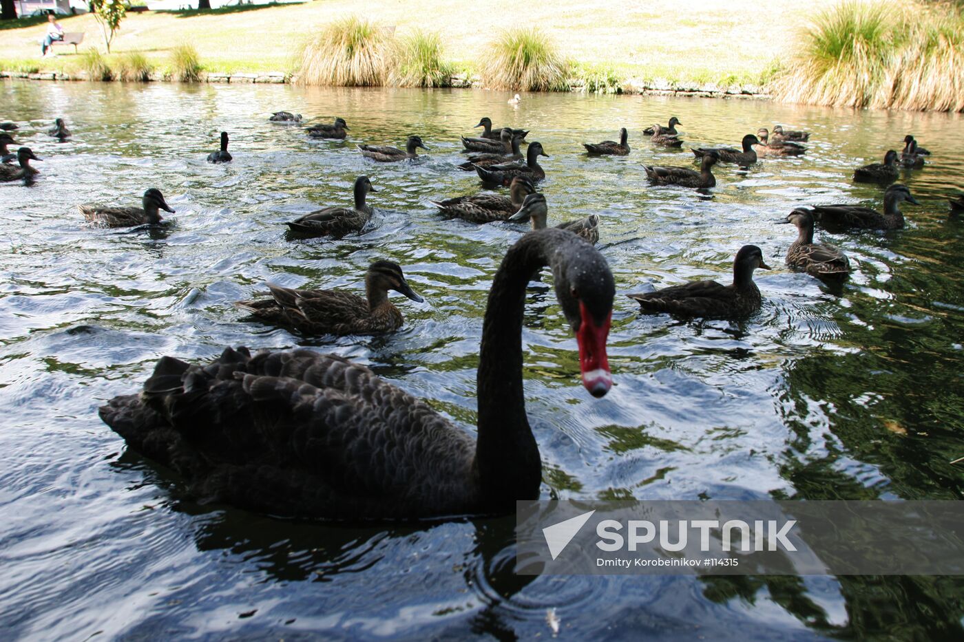 NEW ZEALAND DUCKS BLACK SWAN