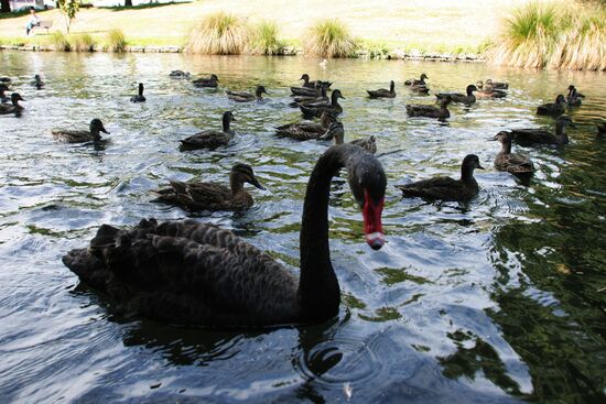 NEW ZEALAND DUCKS BLACK SWAN