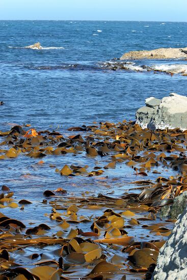 KAIKOURA NEW ZEALAND SEAWEED