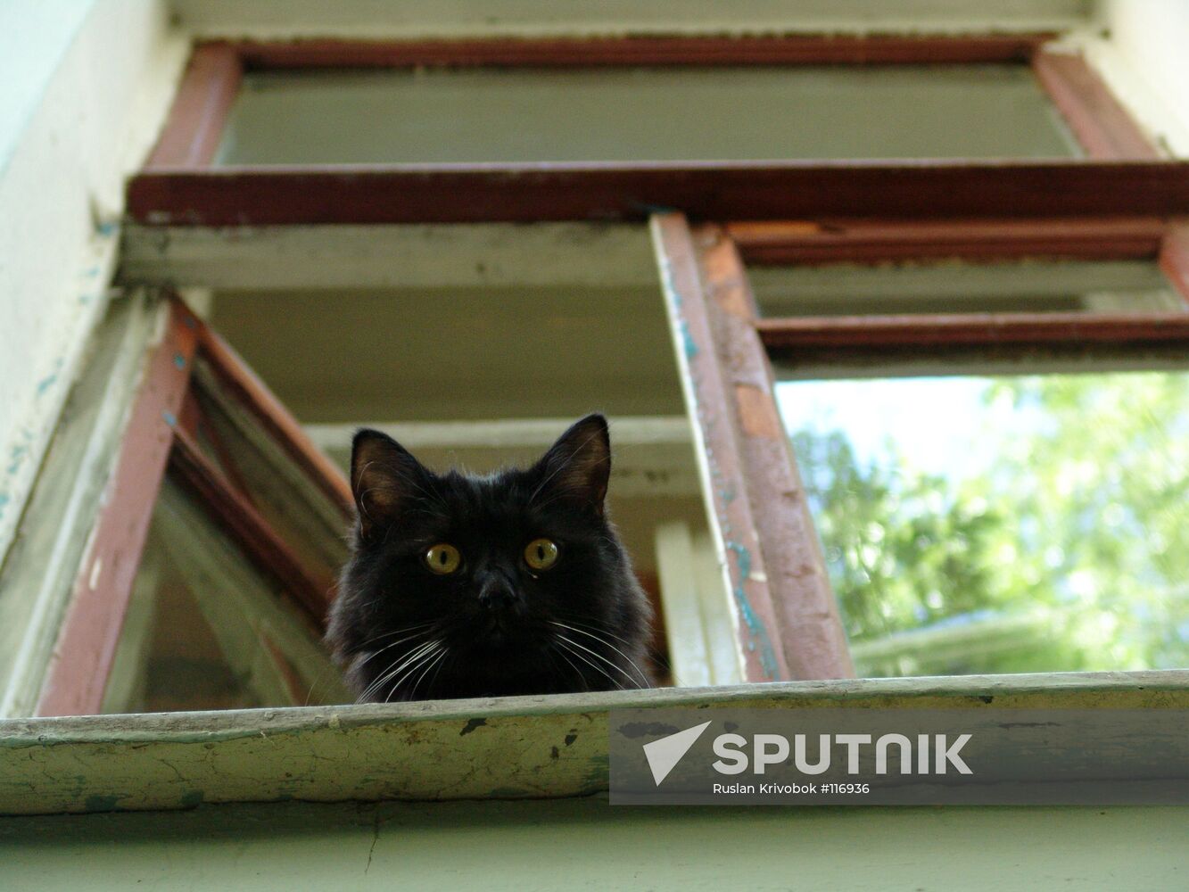BLACK CAT WINDOW