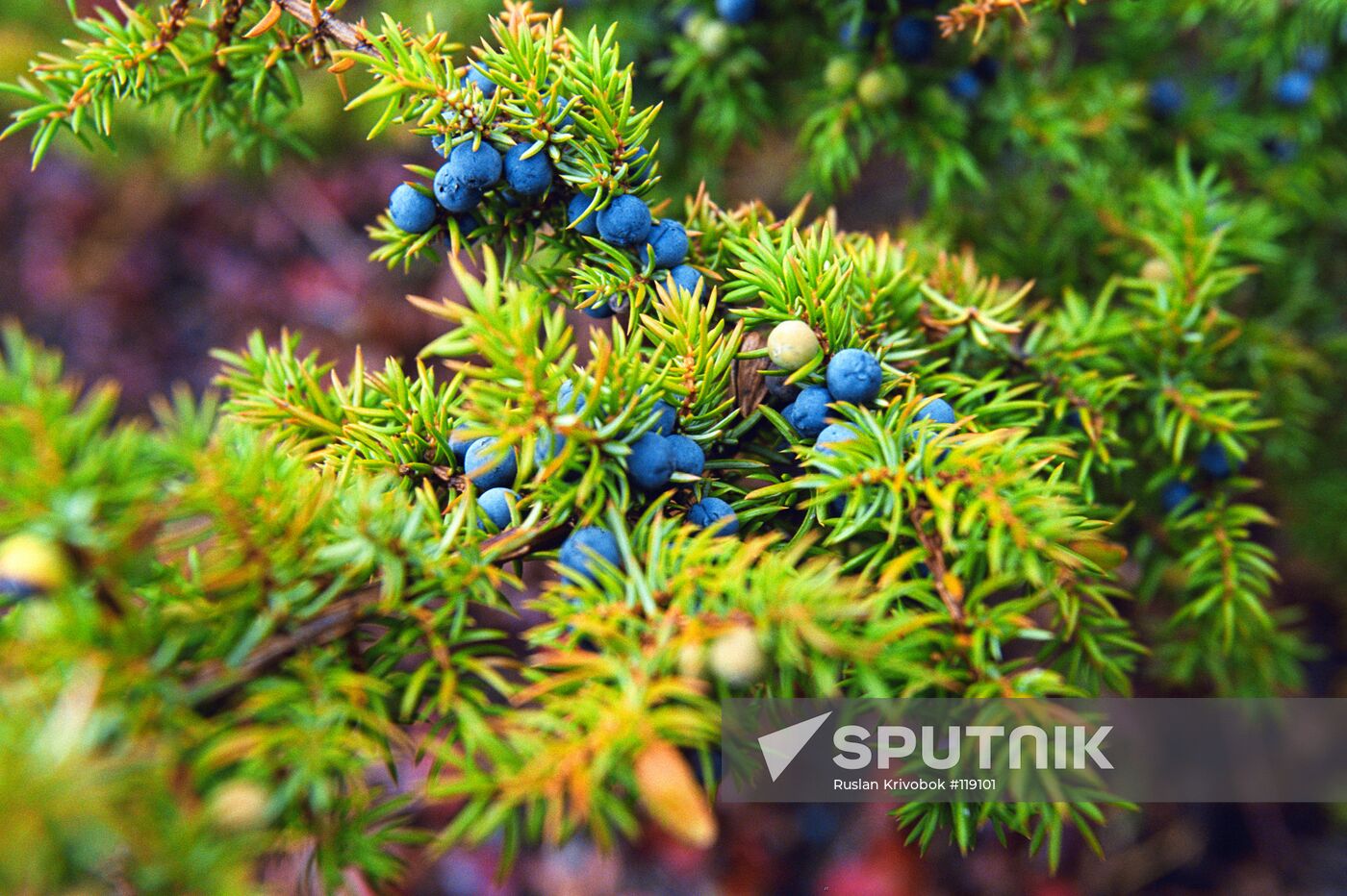YAKUTIA JUNIPER TAIGA BUSH